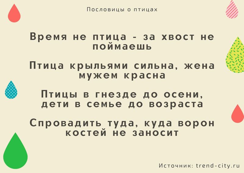 Пословицы о птицах 7