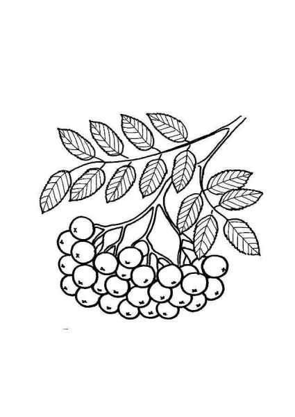 Ветка рябины