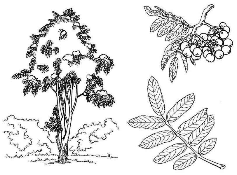 Пейзаж дерево рябины