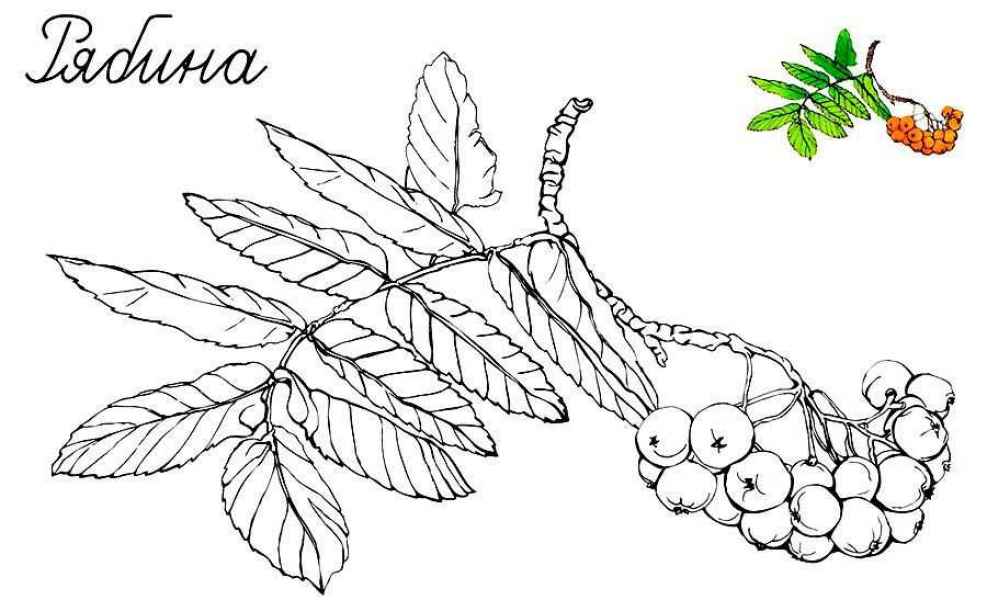 Рябина с листьями