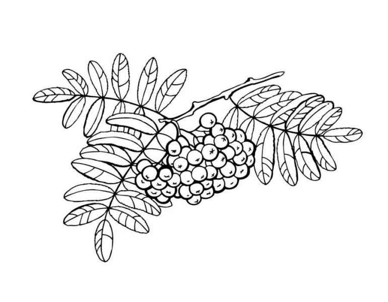 Большая гроздь рябины