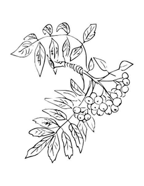 Ветка с ягодами