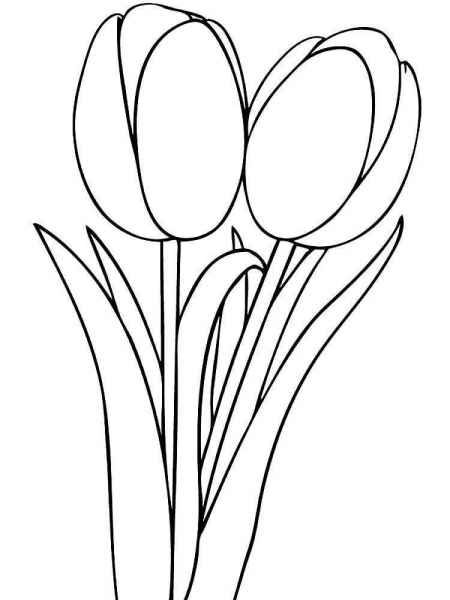 Красивые цветы