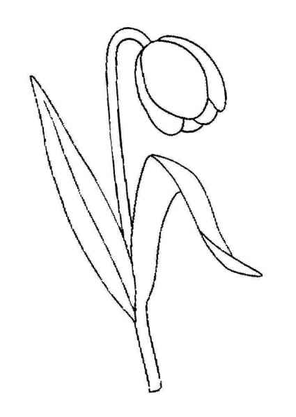 Цветок завял