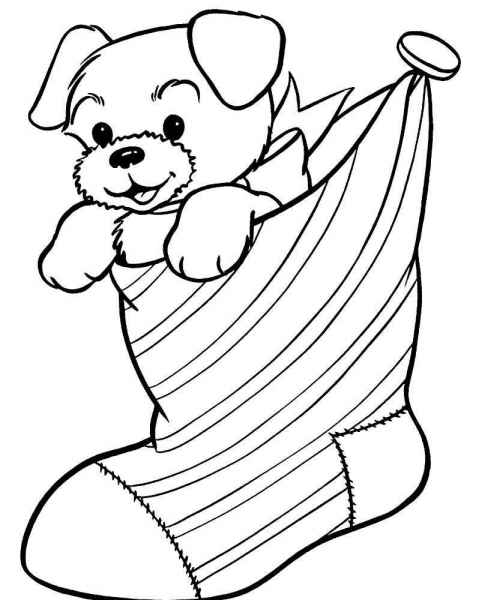 Щенок в носке