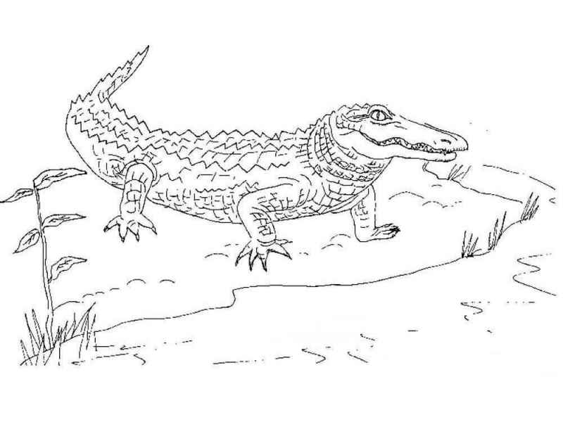 Крокодил