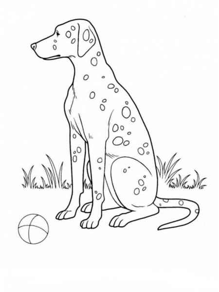 Далматинец