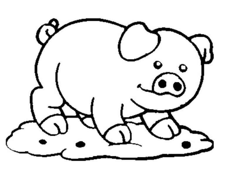 Свинья на лужайке