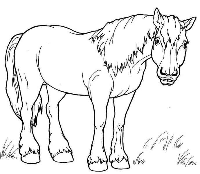 Лошадь в полный рост