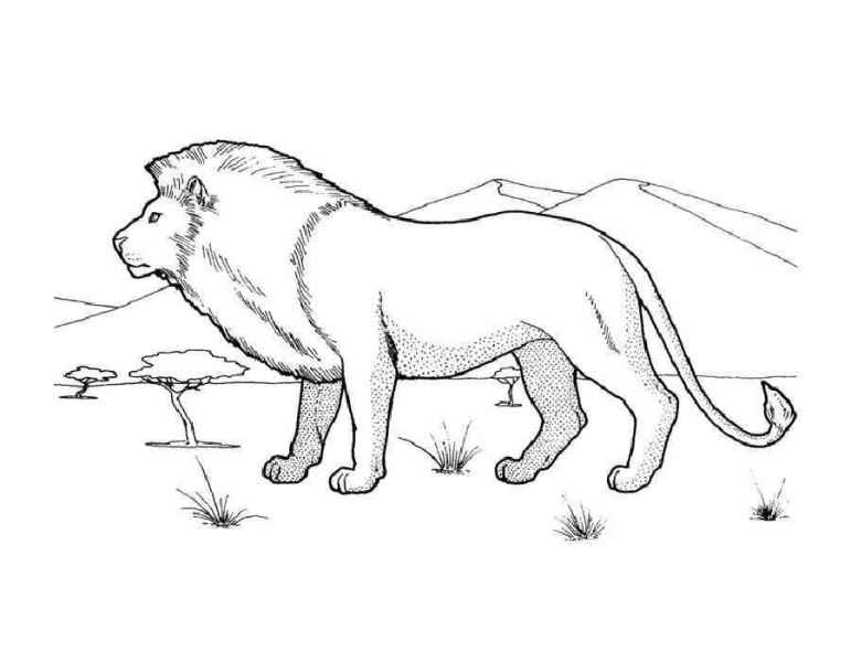 Лев в пустыне