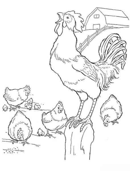 Курица и петух