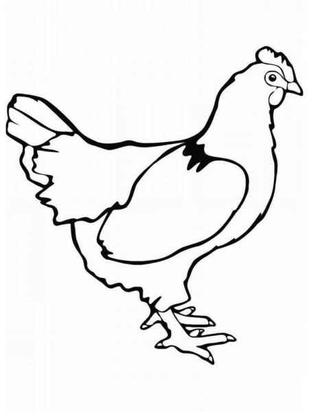 Курица стоит