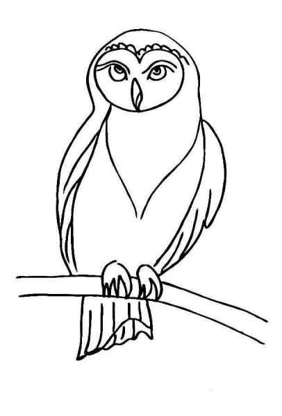 Сова на ветке