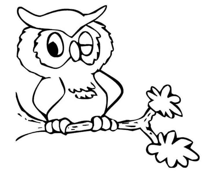 Сова подмигивает