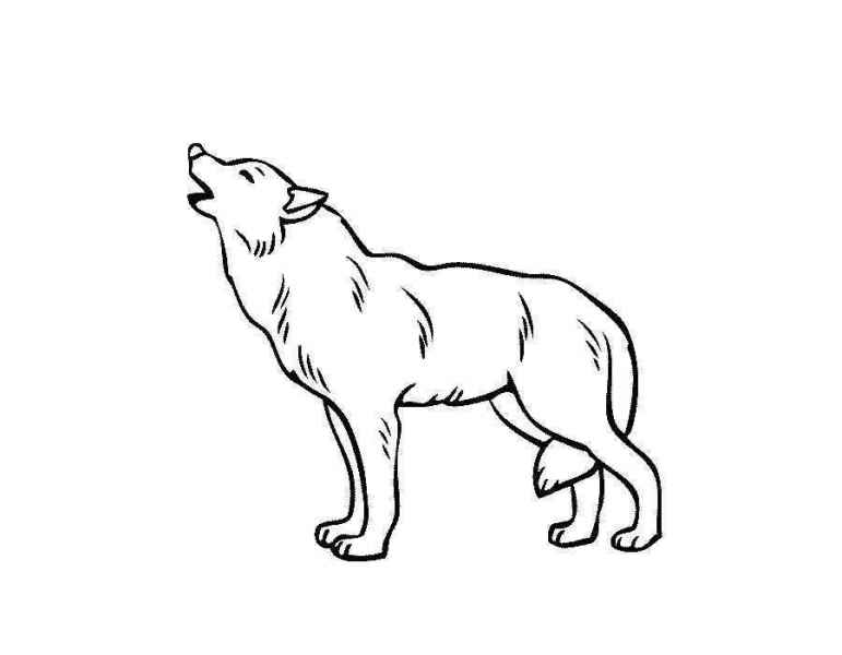 Волк воет на луну