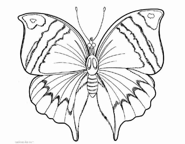 Большая бабочка