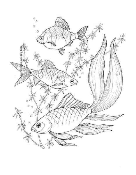 Рыбки и водоросли