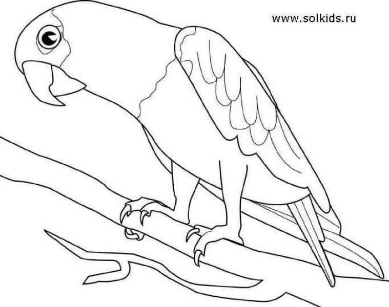 Попугай на дереве