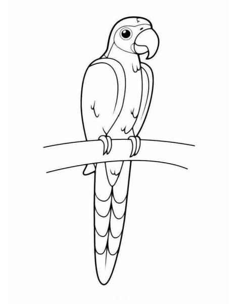 Попугай на ветке