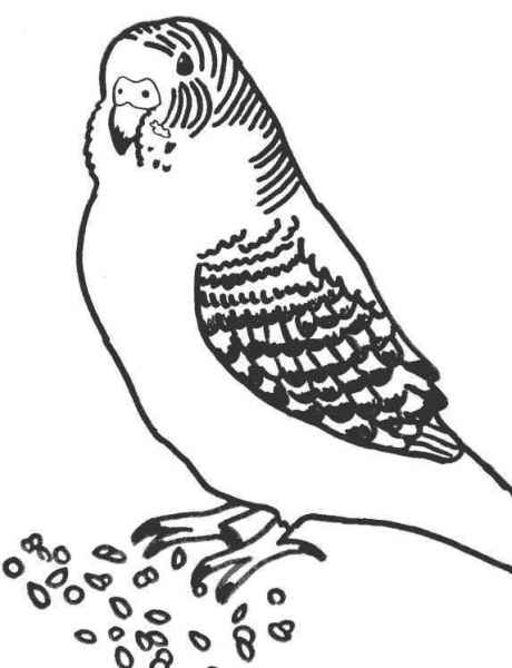 Попугай кушает