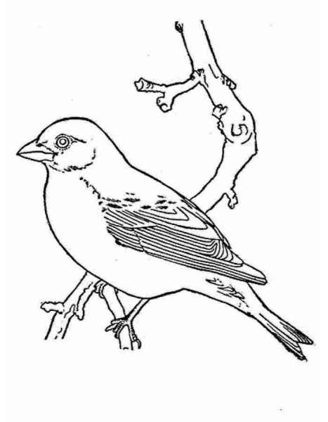 Птица воробей на ветке