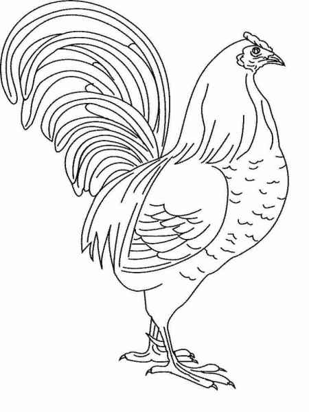 Петушок с красивым хвостом