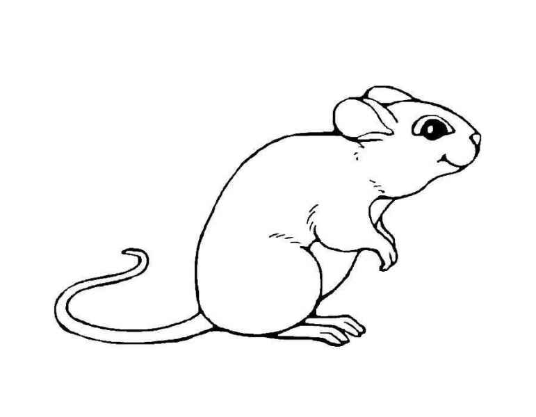 Маленький мышонок