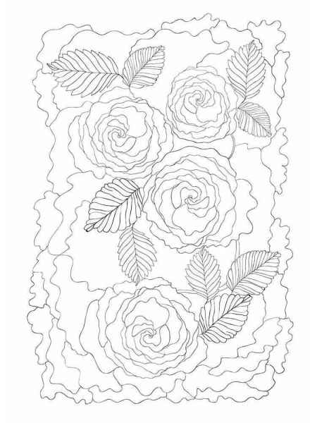 Картинка розы