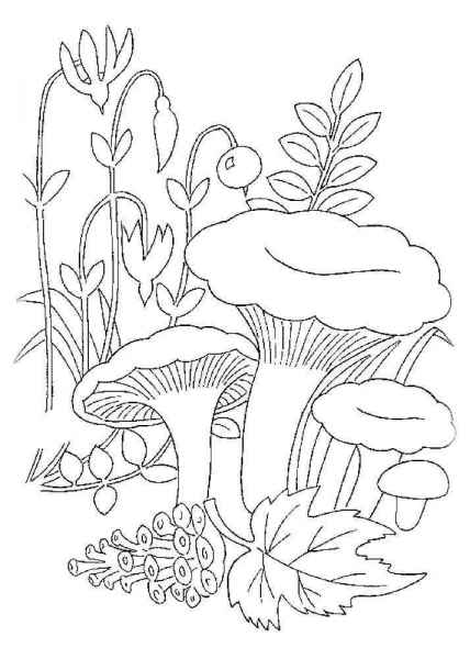 Лисички в траве