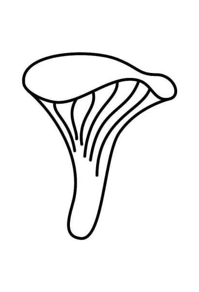 Гриб лисичка