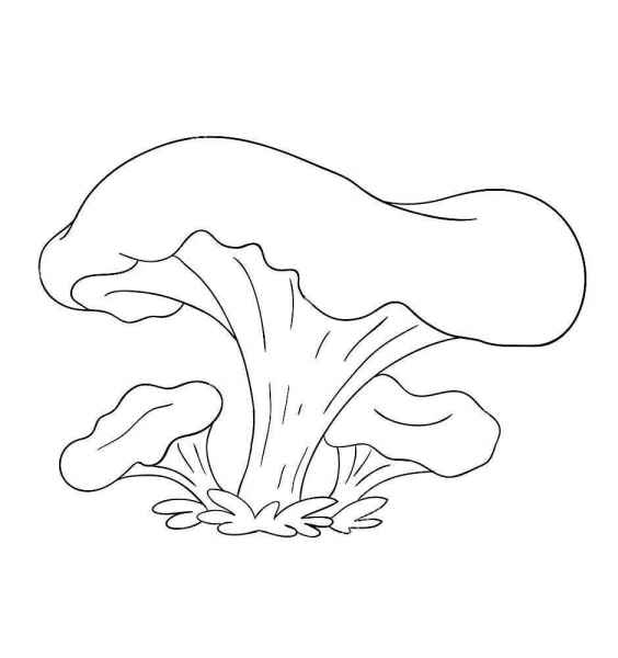 Грибы лисички в траве