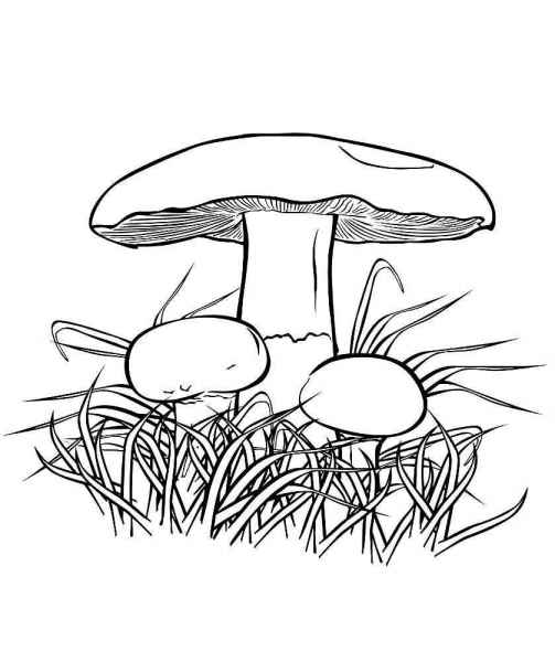 Грибы в траве