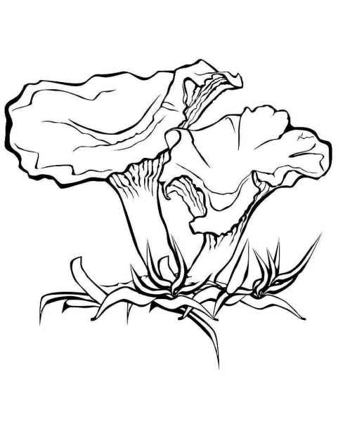 Грибы сыроежки