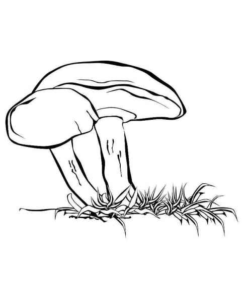 Два грибочка