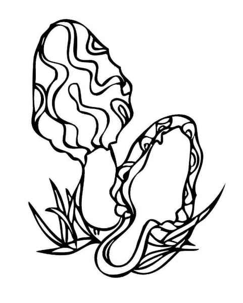 Странные грибы