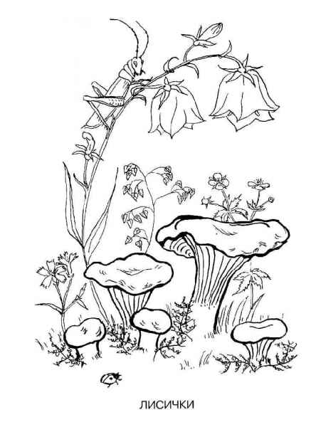 Грибы под колокольчиком