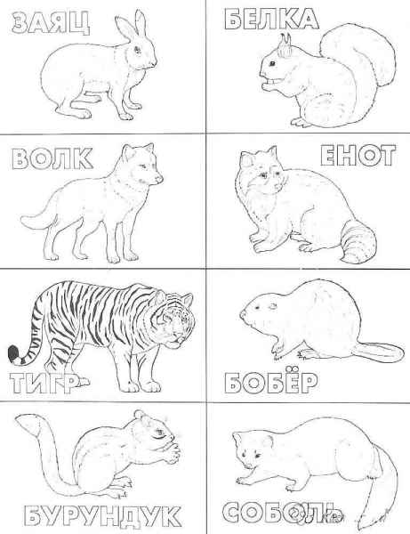 Названия животных
