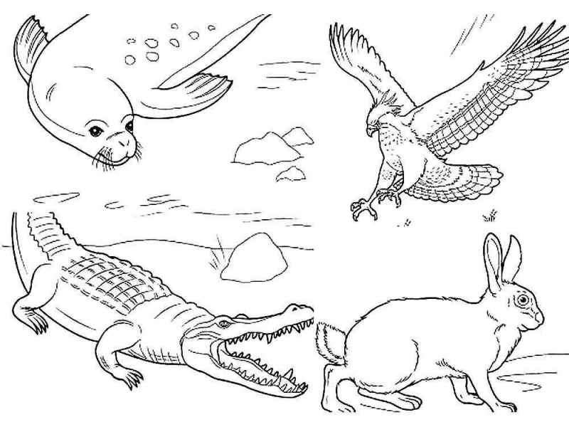 Крокодил, котик, орел и заяц