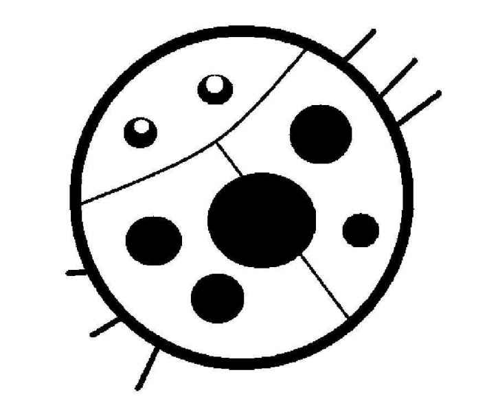 Круглая божья коровка