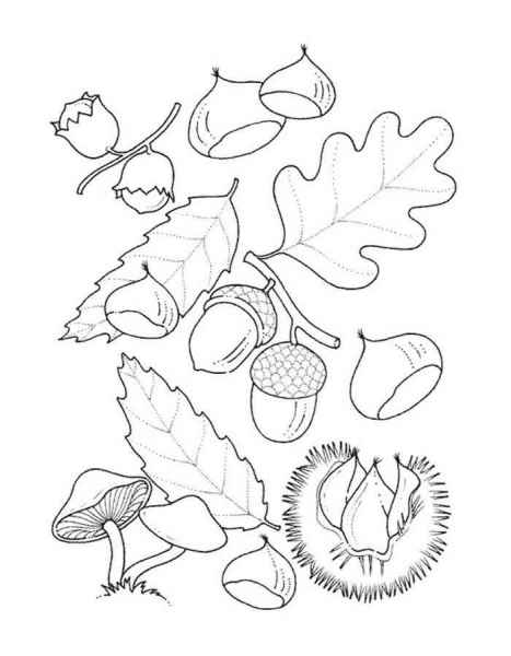 Лесной урожай