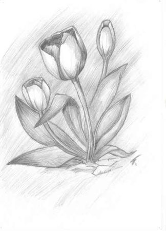 Нарисованный тюльпан