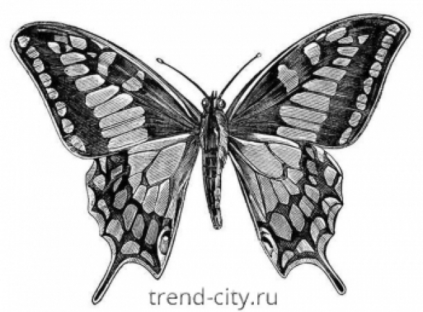Рисунок Бабочка с орнаментом