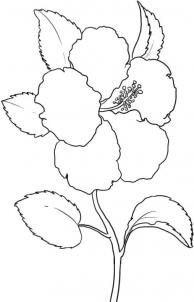 kak narisovat gibiskus0351