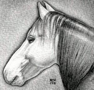 kak narisovat golovu loshadi1375