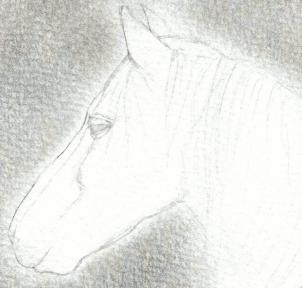 kak narisovat golovu loshadi1375