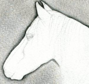 kak narisovat golovu loshadi1375