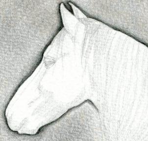 kak narisovat golovu loshadi1375