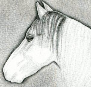 kak narisovat golovu loshadi1375