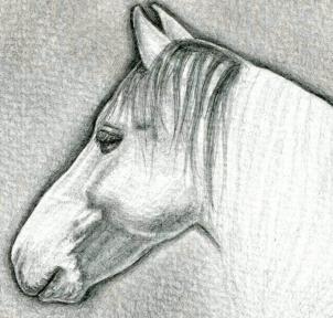 kak narisovat golovu loshadi1375