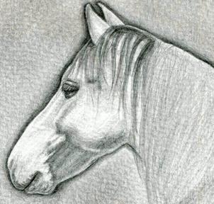 kak narisovat golovu loshadi1375